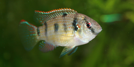 Schmetterlingsbuntbarsch